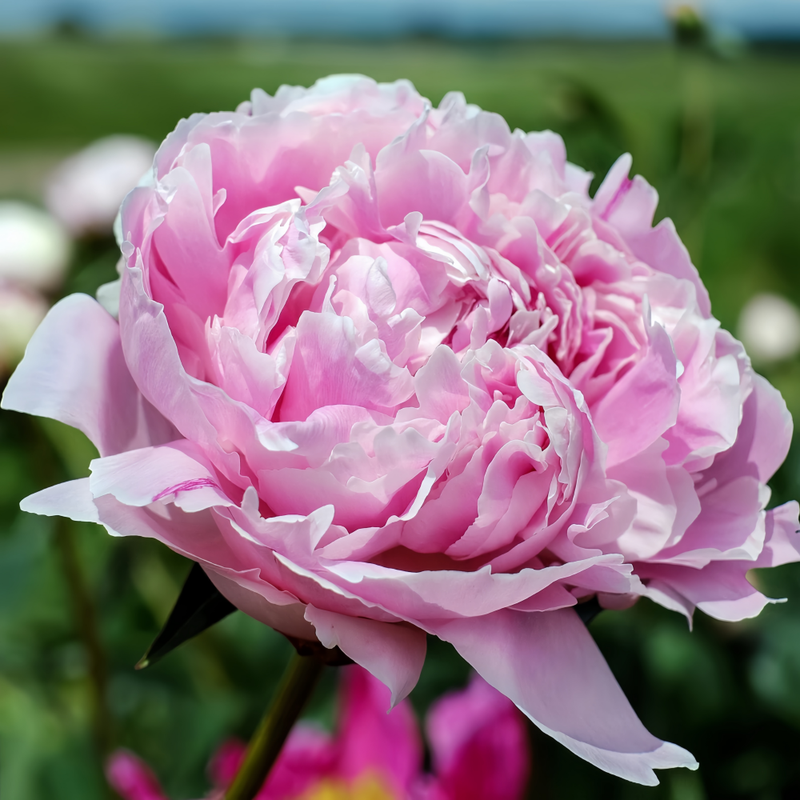 Peony Pillow Talk Bulbs up to 50%