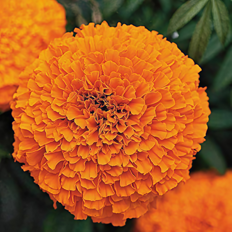 Tagetes Erecta Orange-Yellow Seeds up to 50%