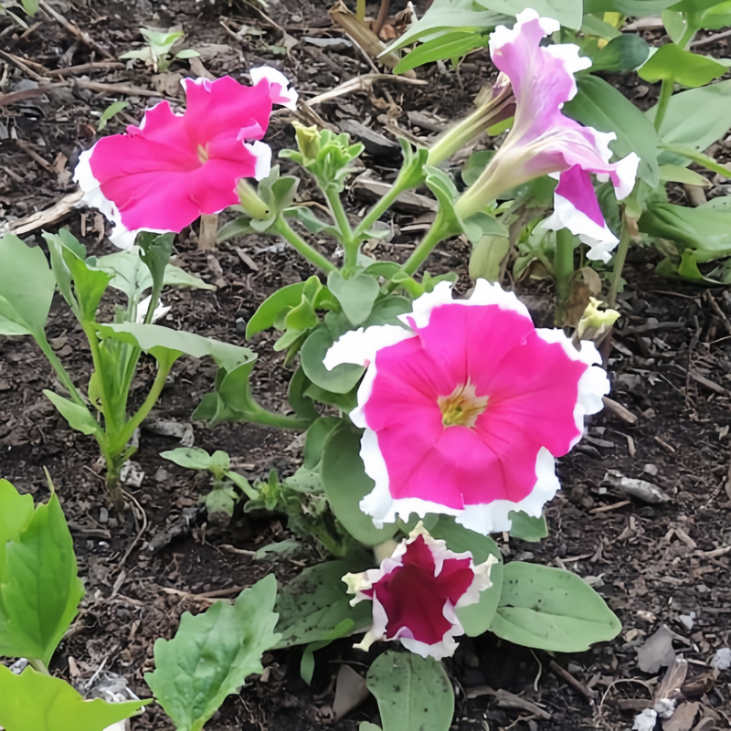 Petunia Hybrida Seeds - Mix Circled Larger Packet High Germination 4000-20000 Onsaleseeds