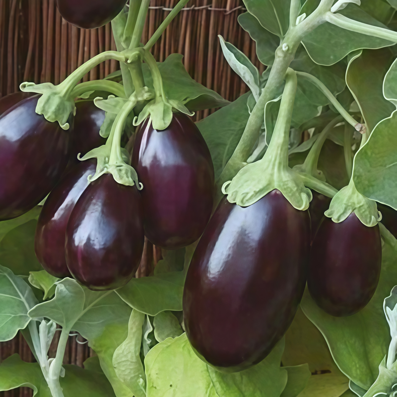 Solanum - Purple Fat Larger Packet High Germination 900-4500 Onsaleseeds