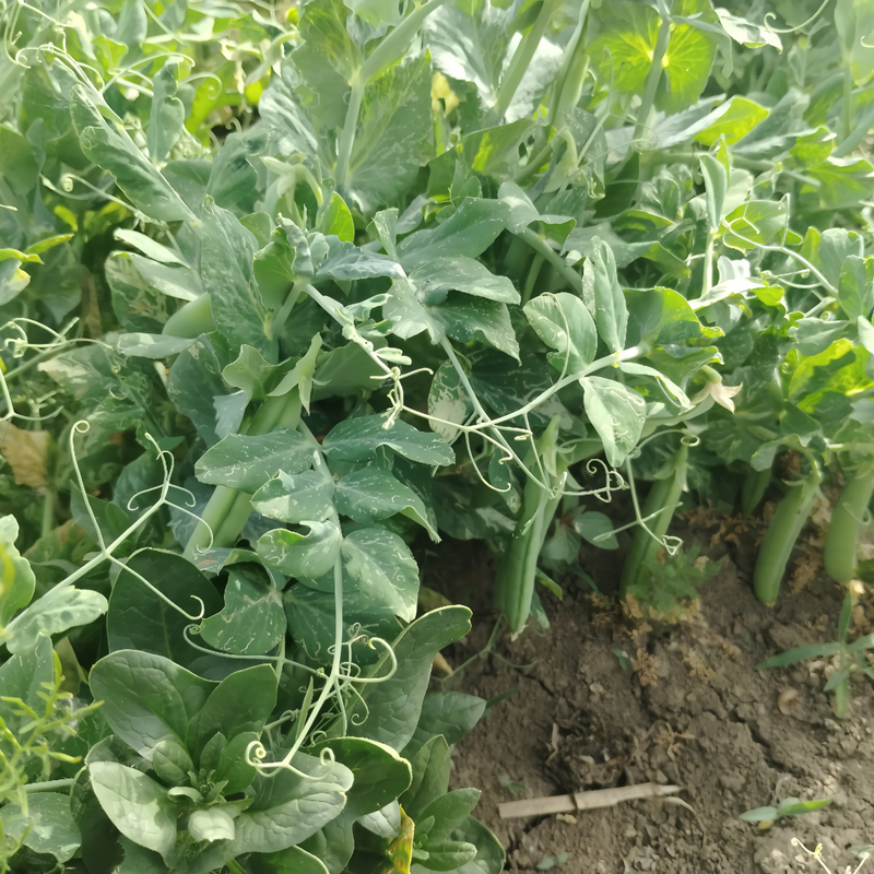 Pea Sprouts - High Germination Onsaleseeds