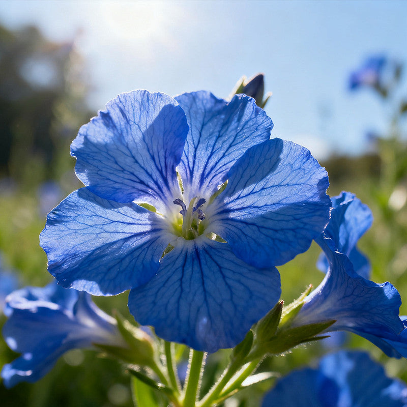 Lobelia Erinus Seeds - Blue Larger Packet High Germination 6000-30000 Onsaleseeds