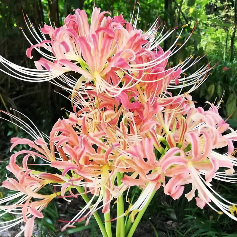 Red Spider Lily (Lycoris Radiata) Fireworks Bulbs up to 50%
