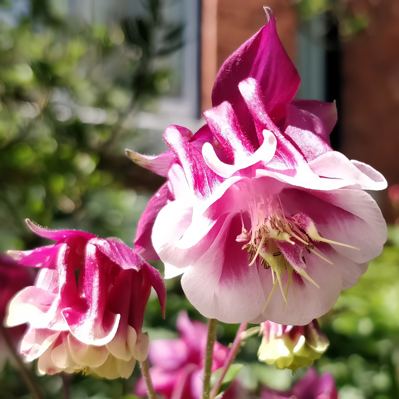 Aquilegia Seeds - Double Petaled Purple Larger Packet High Germination 2000-10000 Onsaleseeds