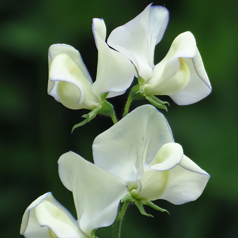 Sweet Pea Seeds - White Larger Packet High Germination 240-1200 Onsaleseeds