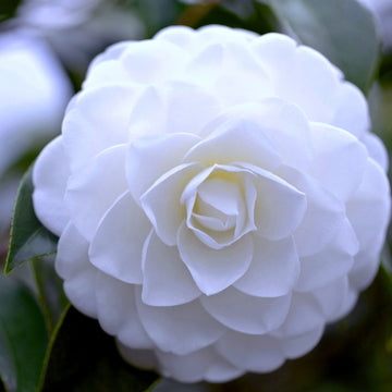 Camellia Seeds Up to 50%