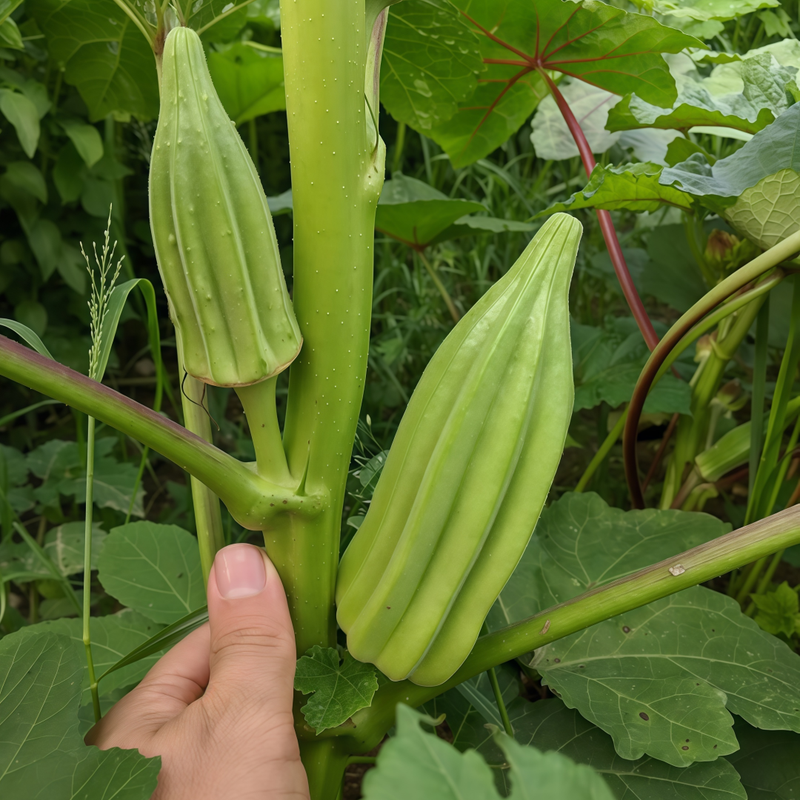 Okra - Yellow Larger Packet High Germination 300-1500 Onsaleseeds