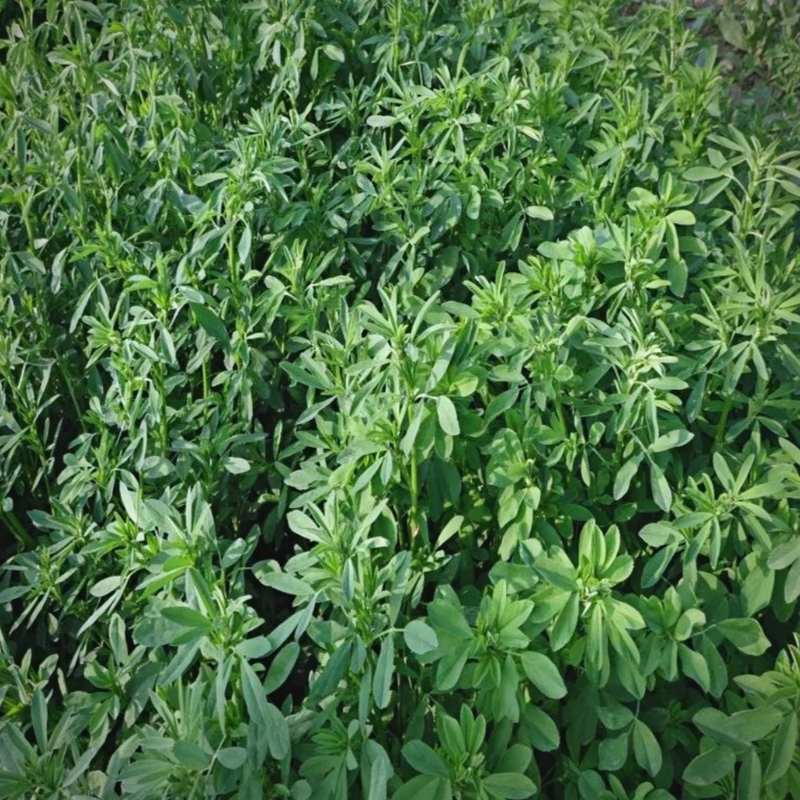 Bluemoon Seeds - Larger Packet High Germination 1/4-1/2LB Onsaleseeds