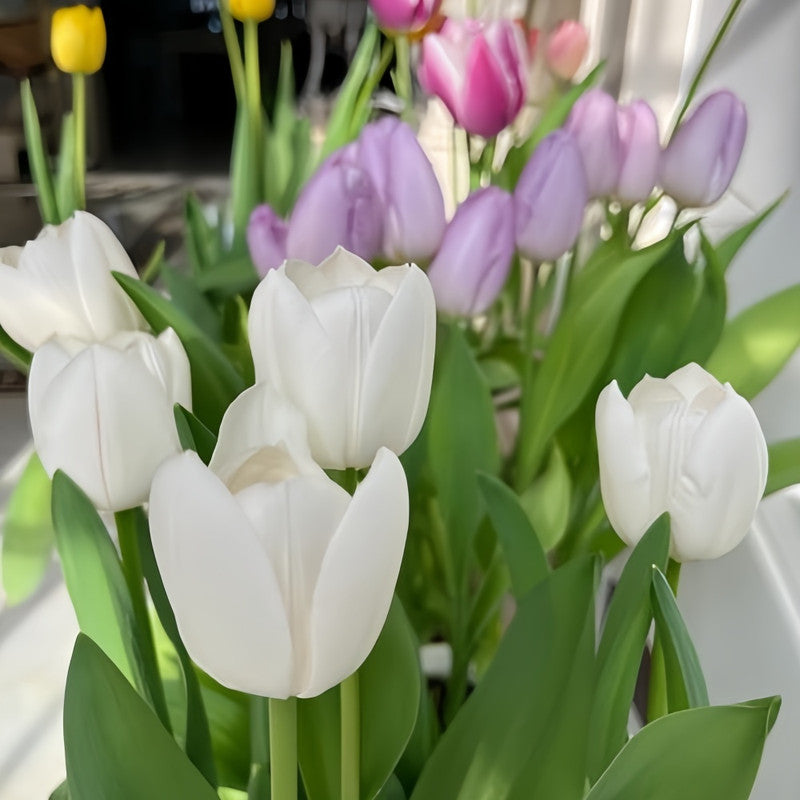Tulip Bulbs - White Prince