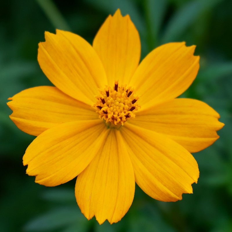 Bidens Seeds Yellow up to 50% Large Pack · 7200-720000 Seeds