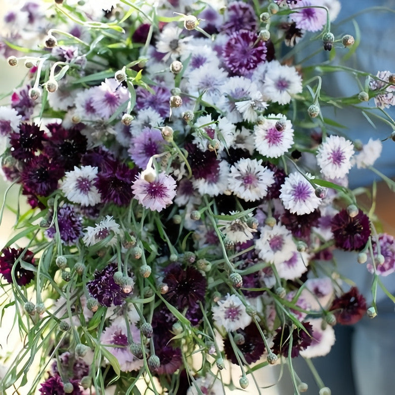 Cornflower / Bachelor Button Seeds - Dark Purple Larger Packet High Germination 1000-5000 Onsaleseeds