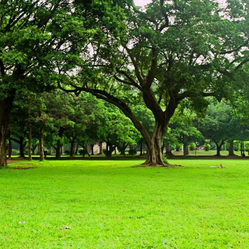 Merit Seeds - Larger Packet High Germination 1/4-1/2LB Onsaleseeds