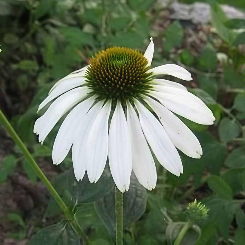 Echinaceapurpurea White Seeds up to 50%