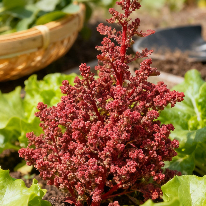 Atriplex Horuensis Seeds Red up to 50% Large Pack · 3000-15000 Seeds