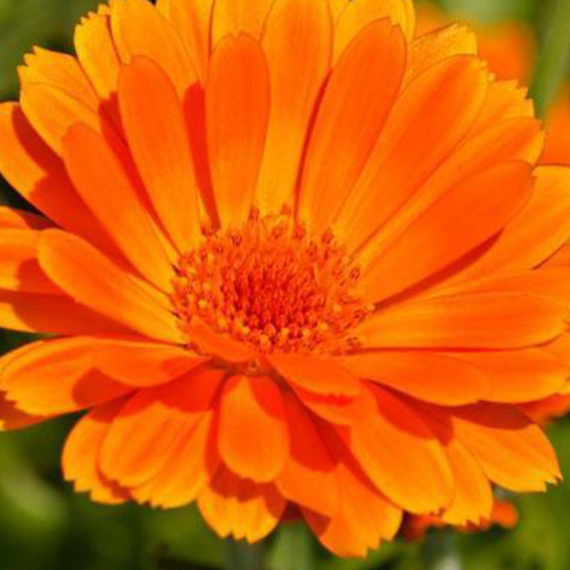 Calendula Seeds - Orange Larger Packet High Germination 2000-10000 Onsaleseeds