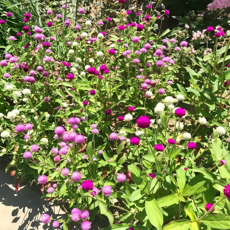 Gomphrena Globosa Seeds - Mix Larger Packet High Germination 600-3000 Onsaleseeds