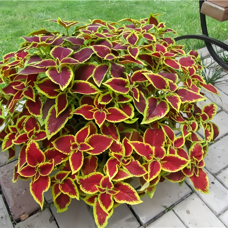 Coleus Red Leaves With Yellow Edges Seeds uo to 50%