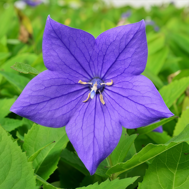Platycodon Blue Seeds up to 50%