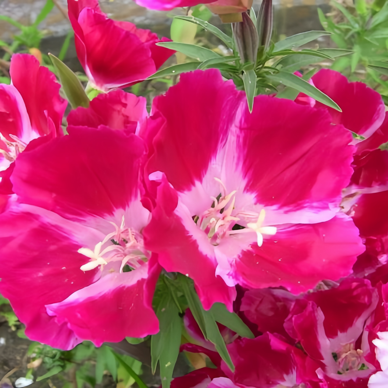 Clarkia Amoena Seeds - Red Larger Packet High Germination 1800-9000 Onsaleseeds