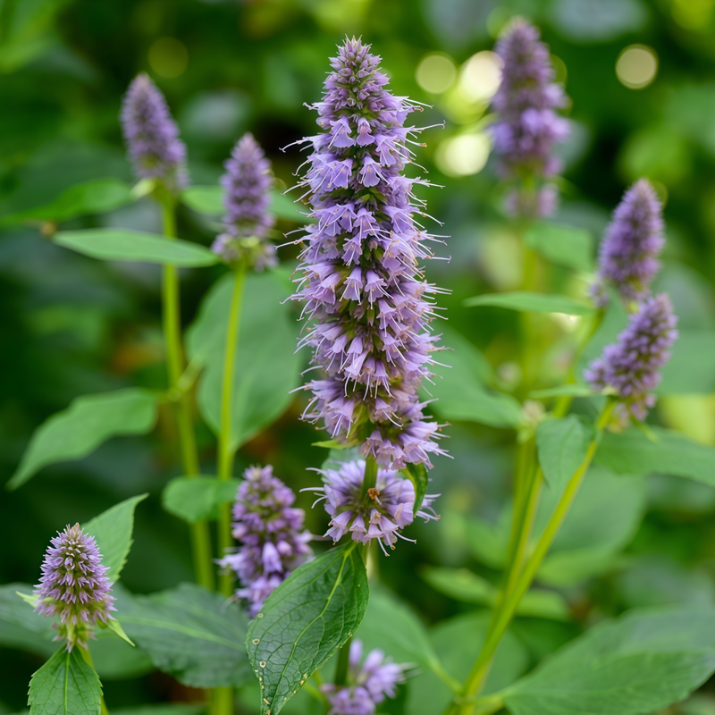 Agastache Rugosa Blue Seeds up to 50%