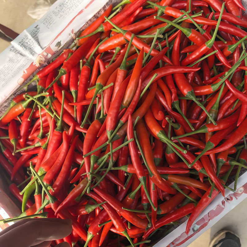 Capsicum Annuum Var. - American Red Horn Larger Packet High Germination 3000-15000 Onsaleseeds