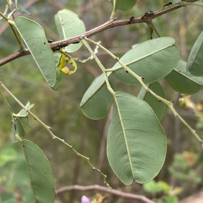 Bush Clovers Seeds - Larger Packet High Germination 1/4-1/2LB Onsaleseeds