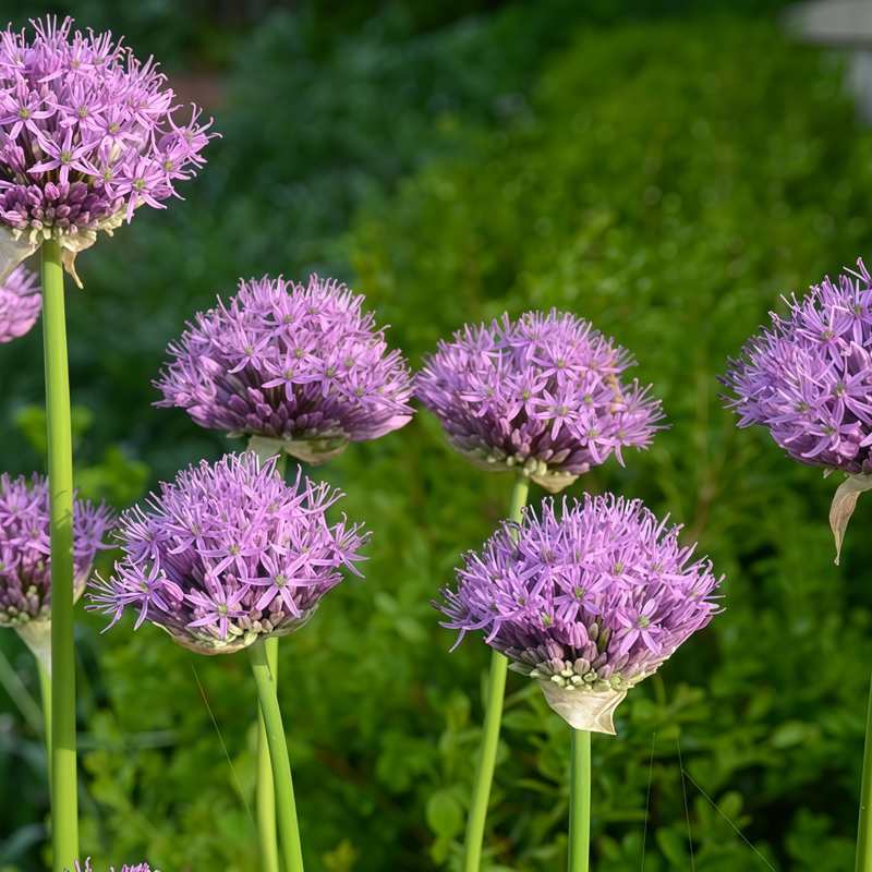 Allium Senescens Seeds - Purplish Red Larger Packet High Germination 300-15000 Onsaleseeds