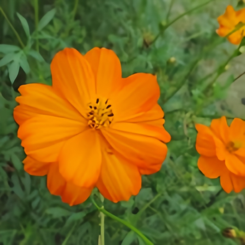 Cosmos Sulphureus Seeds - Orange Larger Packet High Germination 2000-10000 Onsaleseeds