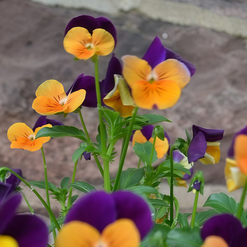 Viola Medium-Sized Purple Flowers With Yellow Spots Seeds up to 50%