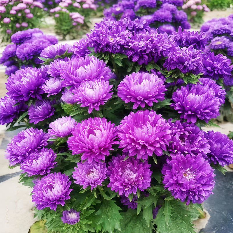 China Aster Seeds - Blue Larger Packet High Germination 1500-5000 Onsaleseeds