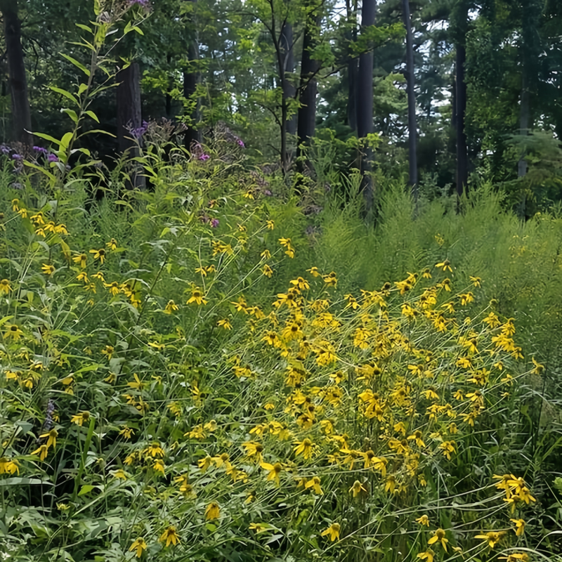 Flowering Plant Combination Cold Resistant Tall Plant Mix Seeds up to 50%