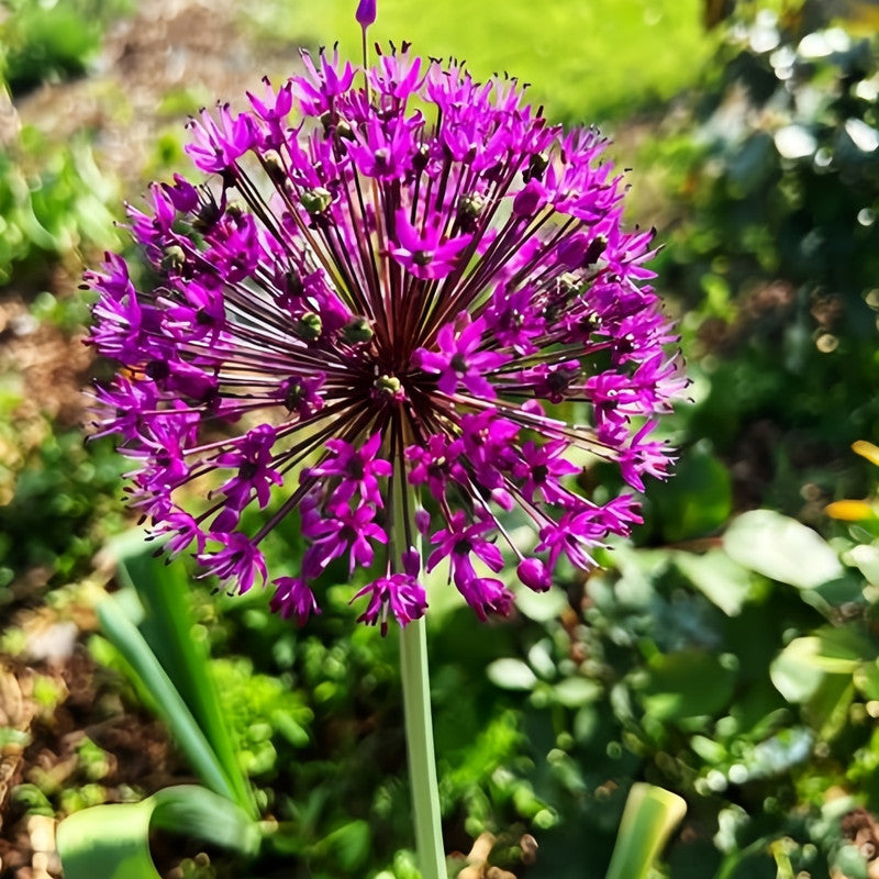 Giant Allium Bulbs - Purple Emotion