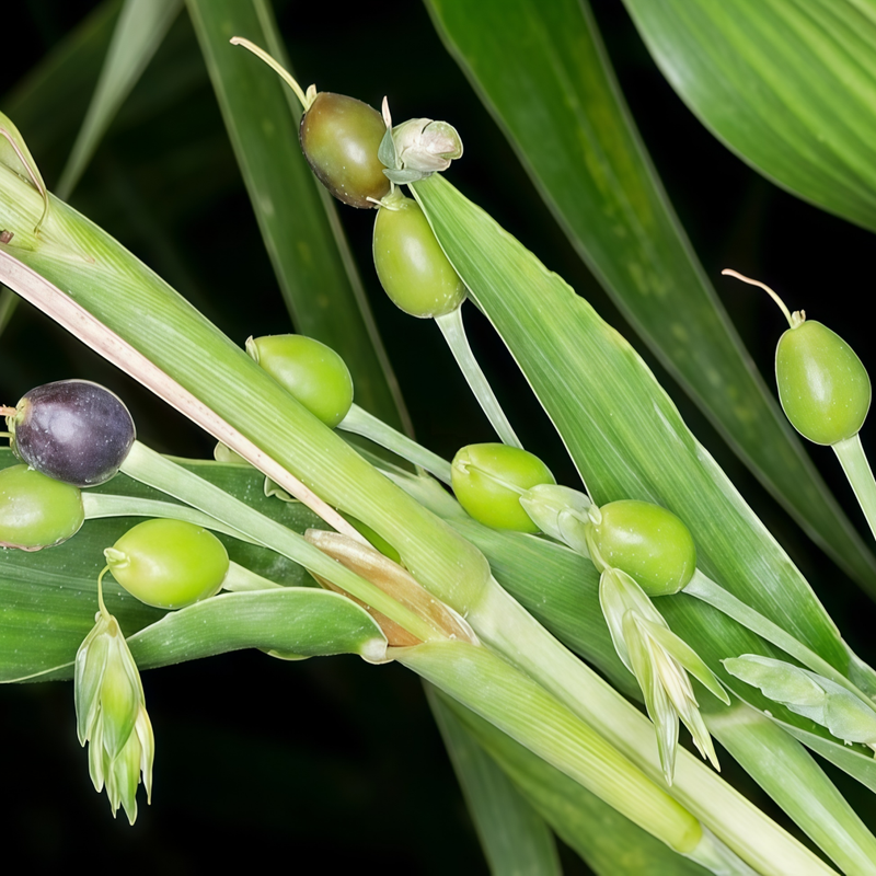 Coix Lacryma-Jobi - Yellow Larger Packet High Germination 360-1800 Onsaleseeds