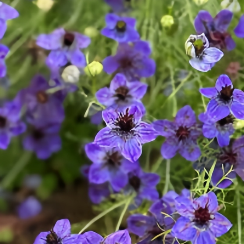 Love In A Mist Seeds - Blue Larger Packet High Germination 4000-20000 Onsaleseeds