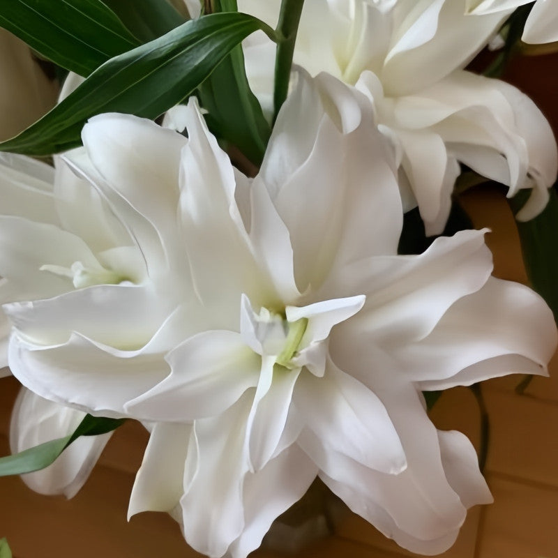 Lily Bulbs - Monica Double