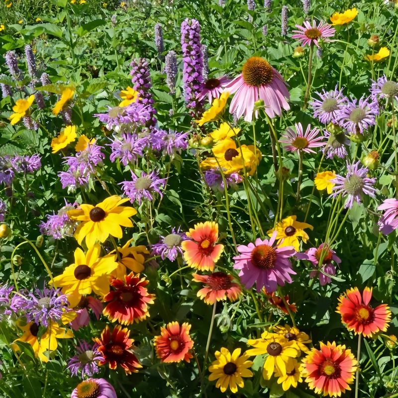 Flowering Plant Combination Dwarf Mix Seeds up to 50%