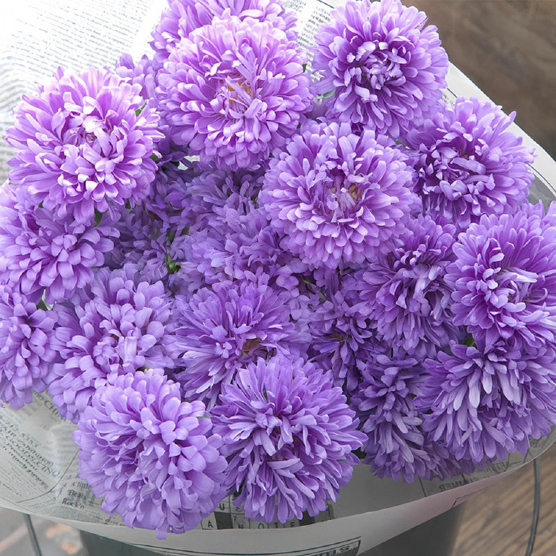 China Aster Seeds - Baby Blue Larger Packet High Germination 1500-7500 Onsaleseeds