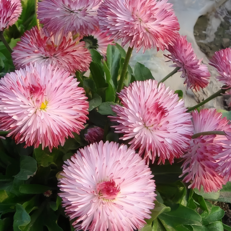 Bellis Red On Top White On Bottom Seeds up to 50%