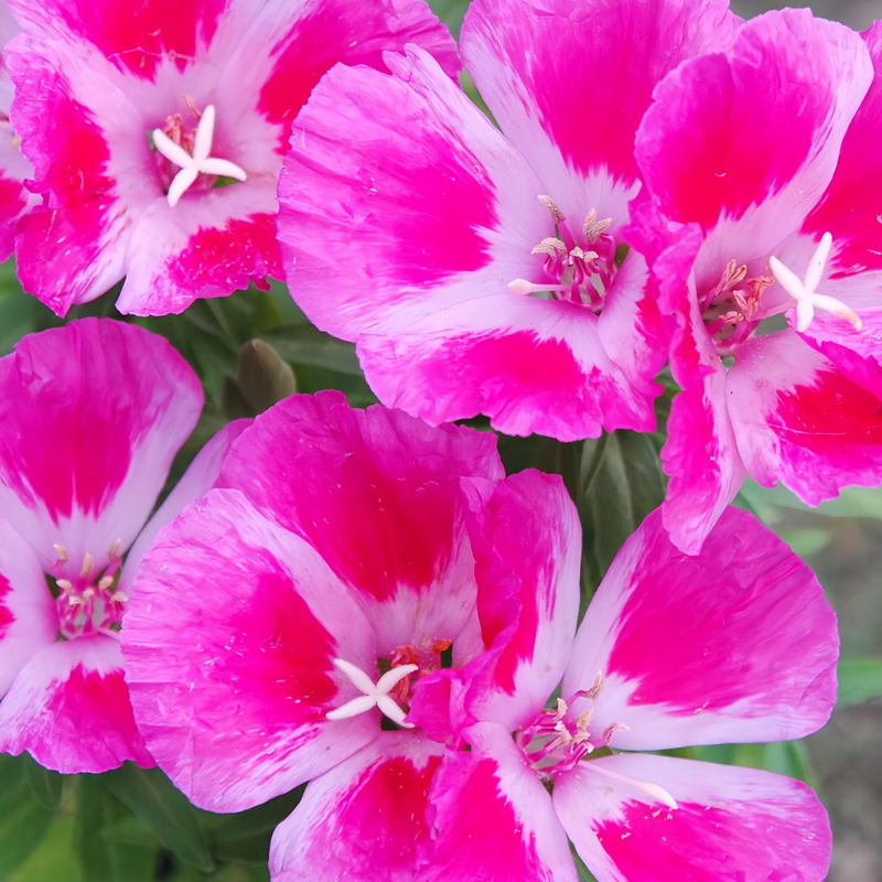 Clarkia Amoena Seeds - Pink Larger Packet High Germination 1800-9000 Onsaleseeds