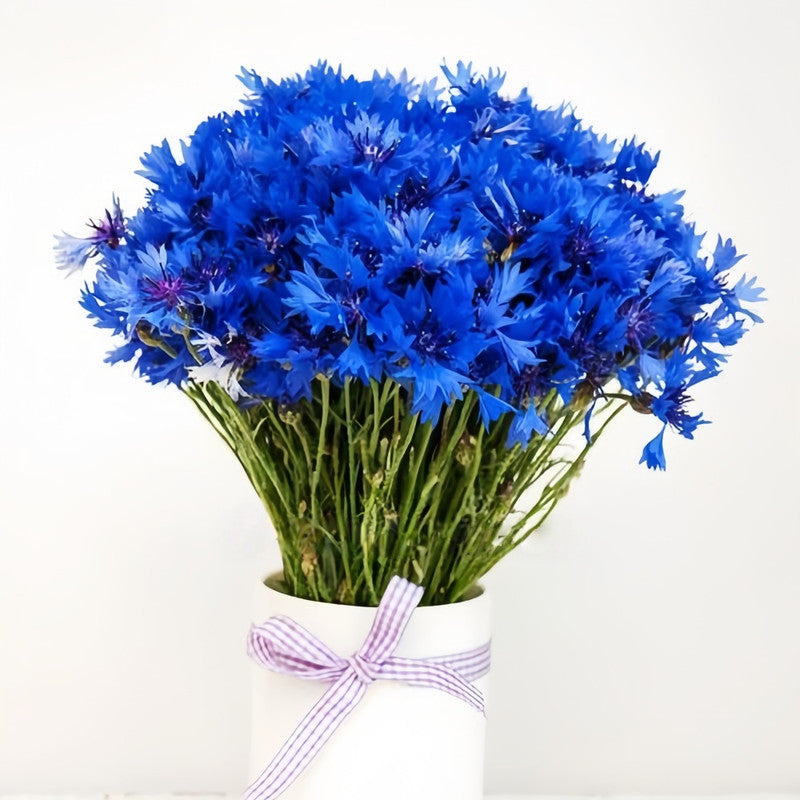 Cornflower / Bachelor Button Seeds - Blue Double Petaled Larger Packet High Germination 1000-5000 Onsaleseeds