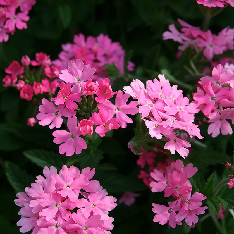 Gazania Rigens Seeds - Rose Red Larger Packet High Germination 1000-5000 Onsaleseeds