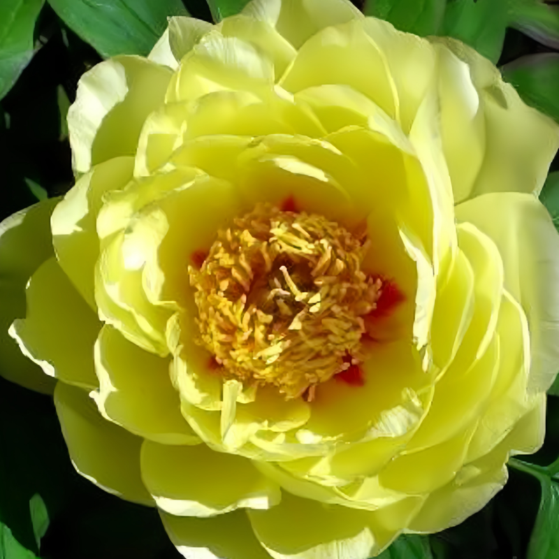 Peony Bartzella Bulbs up to 50%