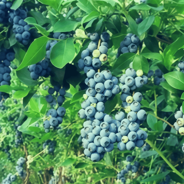 Blueberry Seeds up to 50%