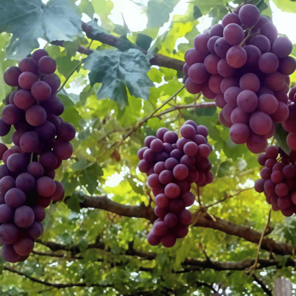 Grape Seeds up to 50%