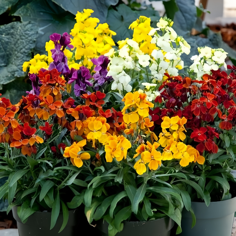 Erysimum Aurantiacum