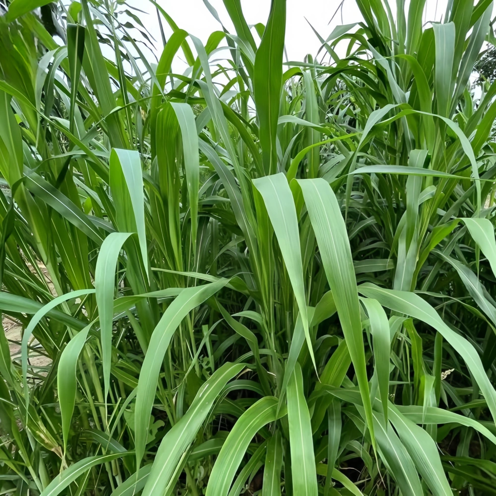 Sorghum Sudan Seeds - Larger Packet High Germination 1/4-1/2LB Onsaleseeds