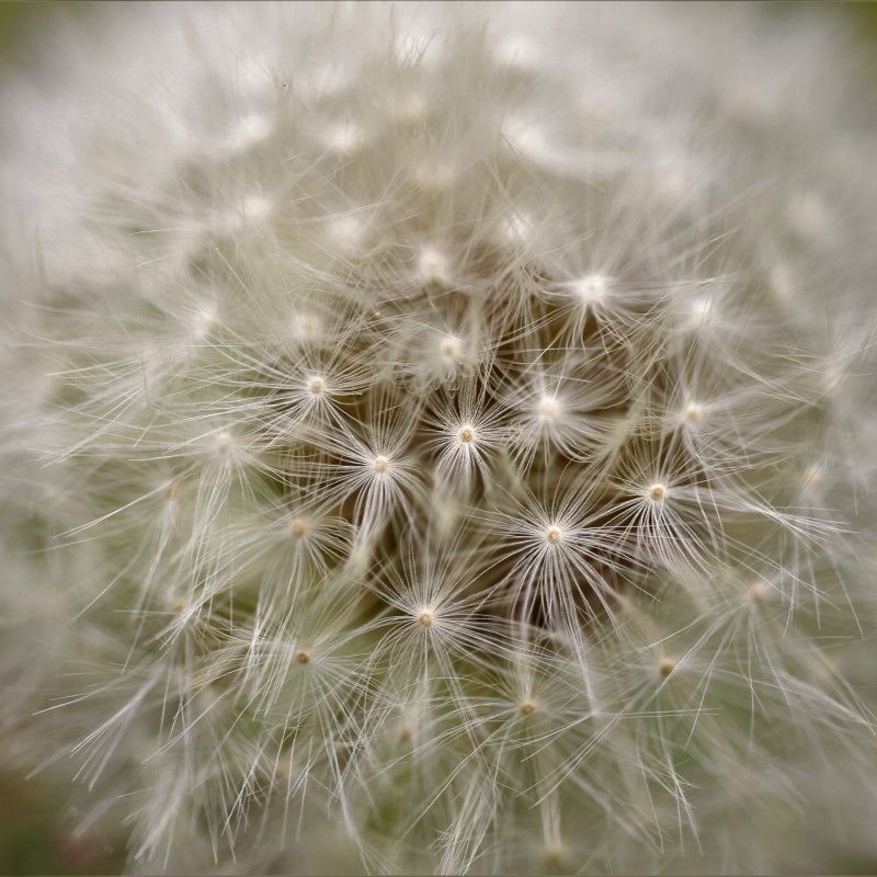 Dandelion Seeds up to 50%