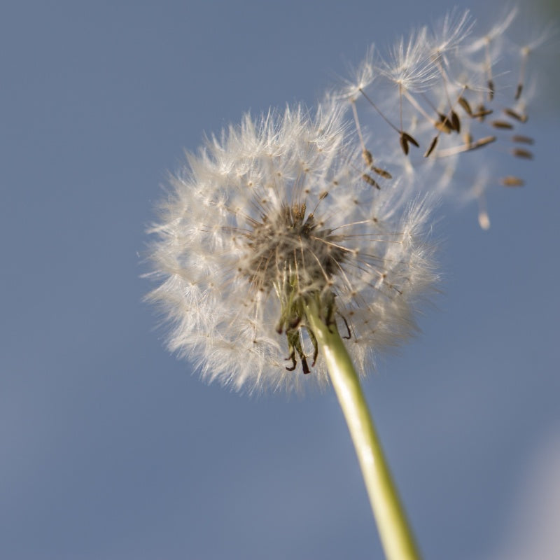 Dandelion Seeds up to 50%