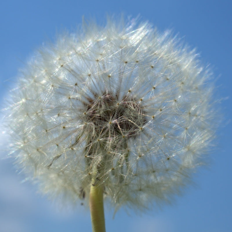 Dandelion Seeds up to 50%