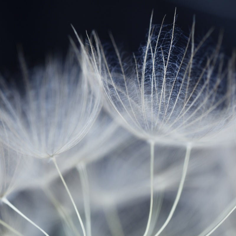 Dandelion Seeds up to 50%